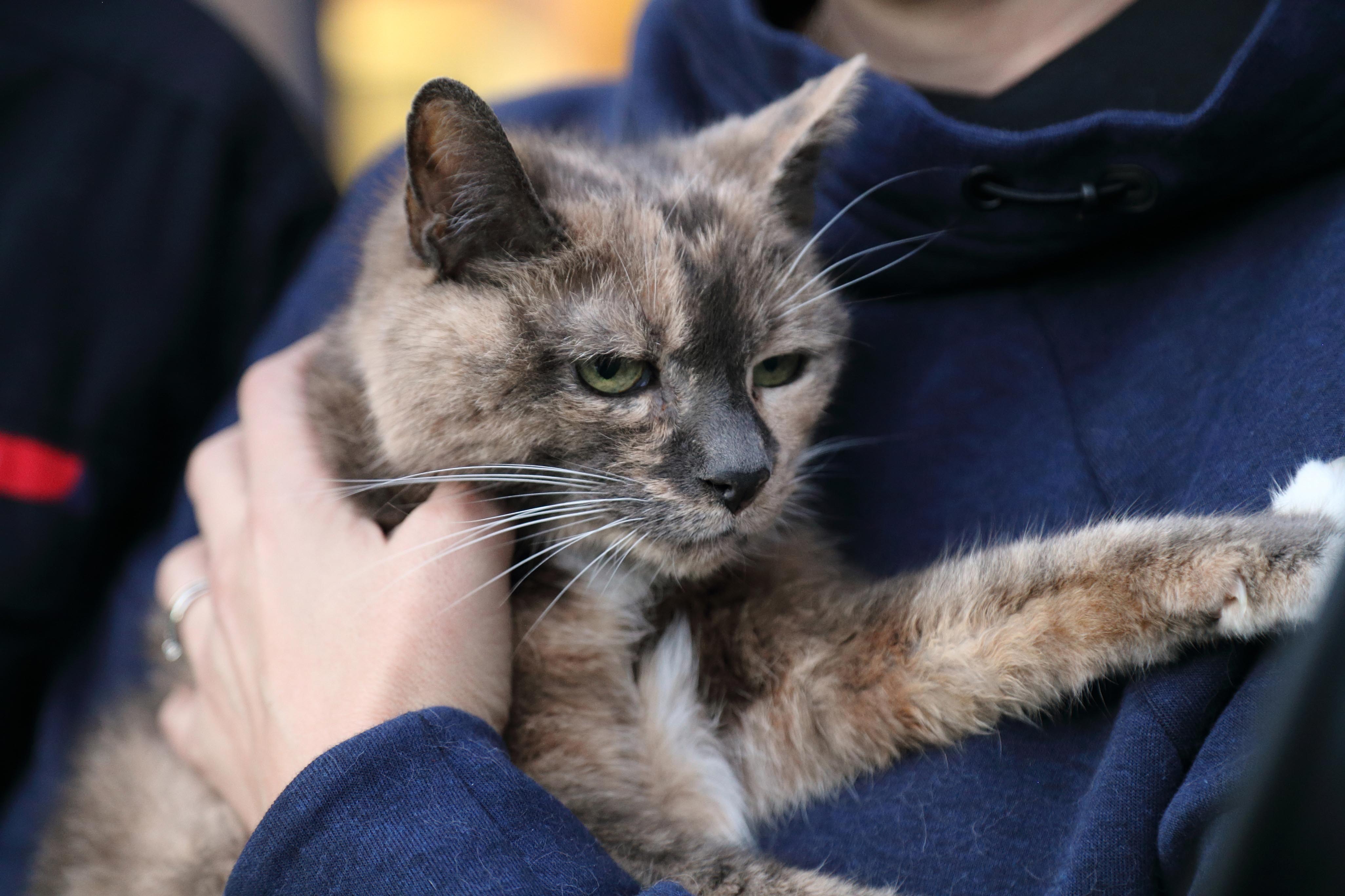 Eight lives left for Harriet - first animal in Shropshire to be revived by firefighters using the new pet oxygen masks after a house fire 