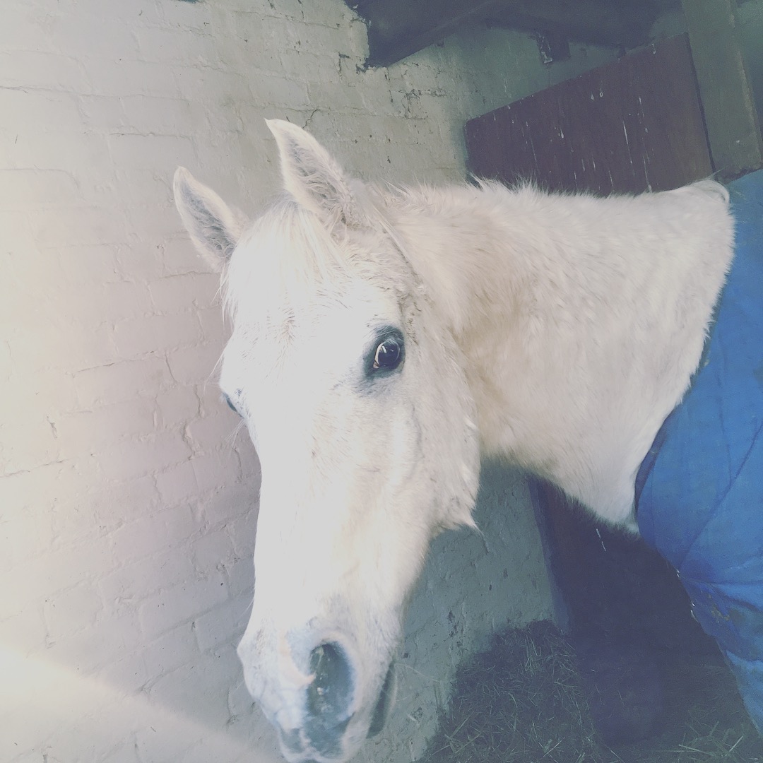 Chance's owners were happy and relieved after the successful rescue