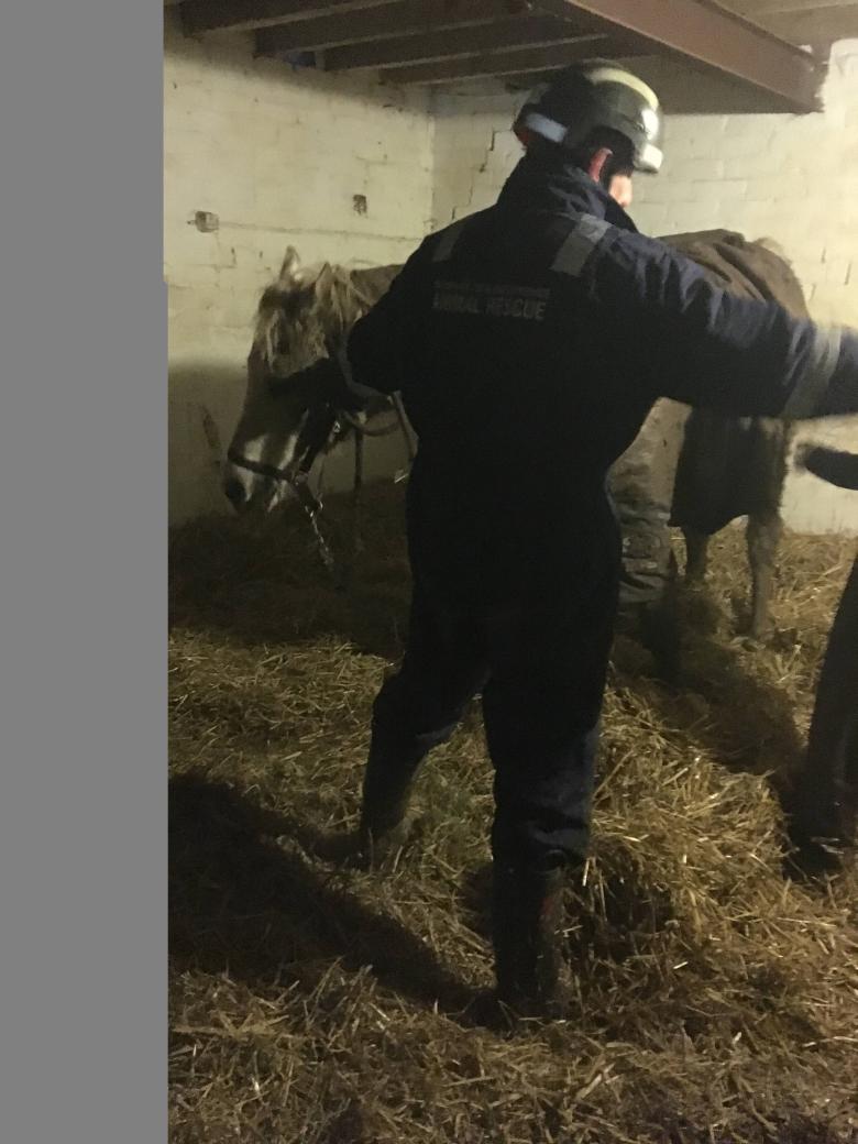 A Shropshire firefighter from the animal rescue unit with the horse safely back in his stable